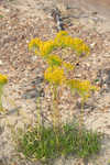 Nuttall's rayless goldenrod